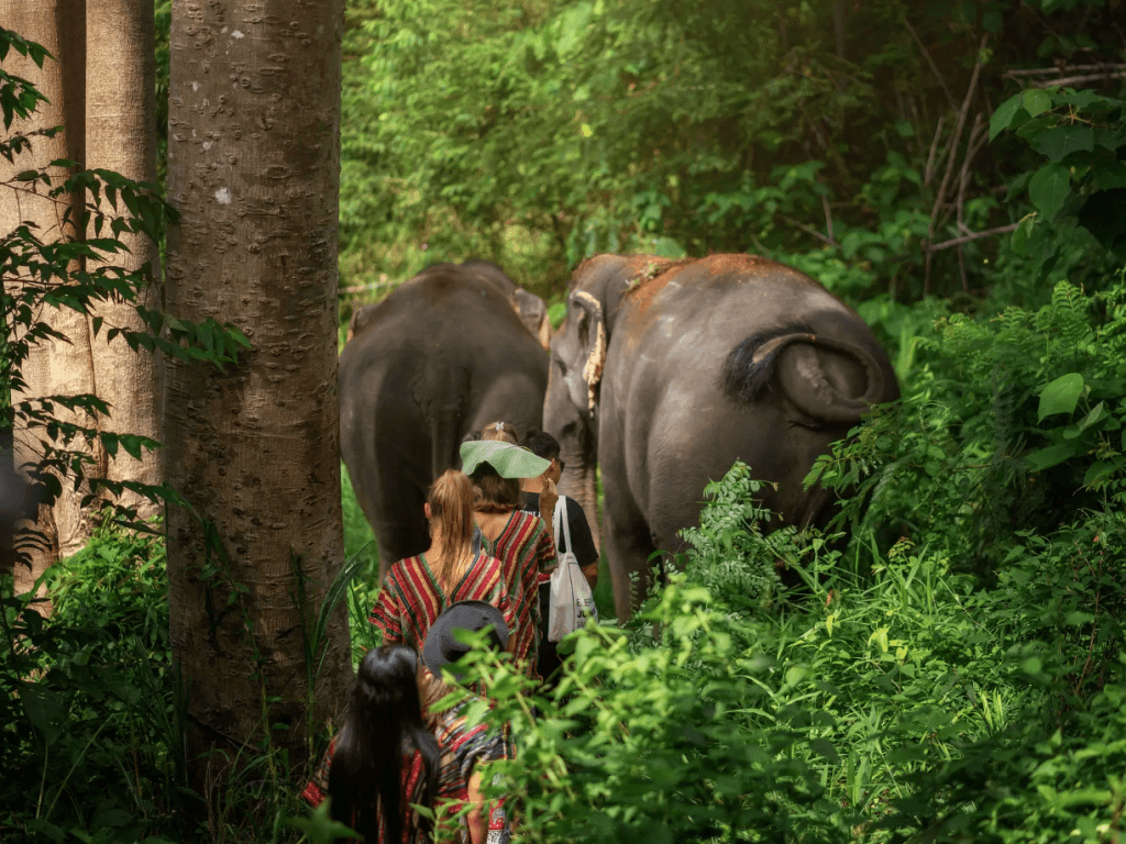Phuket: Elephant Jungle Trek & Care Experience — photo 1 of 17
