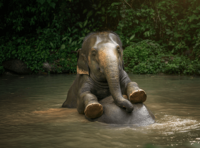 Phuket: Experience Getting Up Close with Elephants in Nature — photo 4 of 15