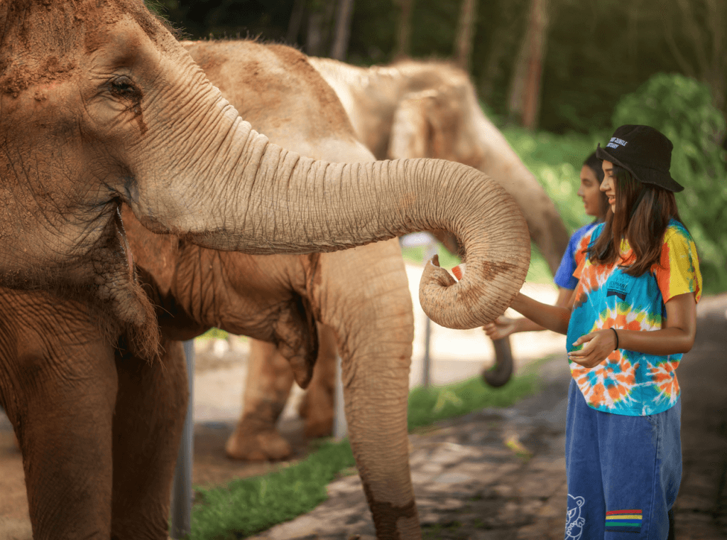 Phuket: Experience Getting Up Close with Elephants in Nature — photo 7 of 15