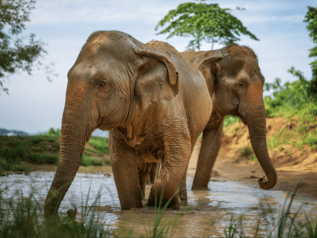 Phuket: Gentle Giants – Feeding and Shower Fun — photo 3 of 28