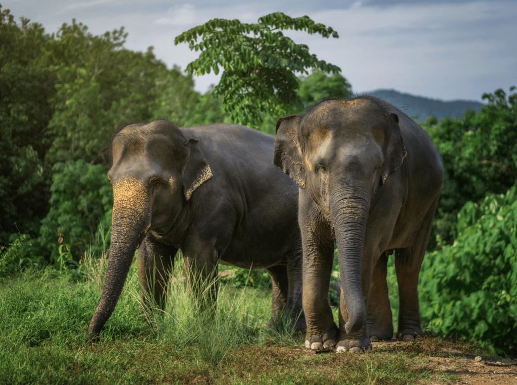 Phuket: Experience Getting Up Close with Elephants in Nature — photo 3 of 15