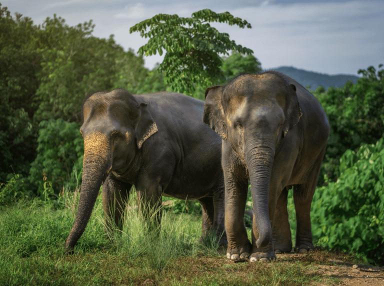 Phuket: Experience Getting Up Close with Elephants in Nature — photo 3 of 15