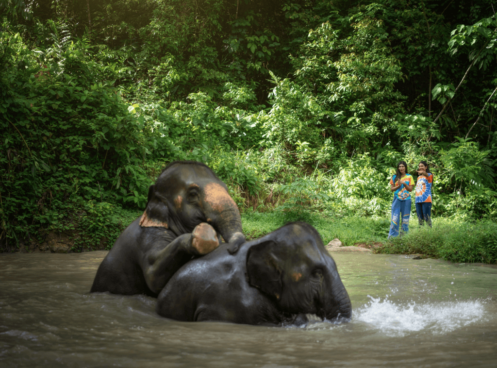Phuket: Experience Getting Up Close with Elephants in Nature — photo 5 of 15