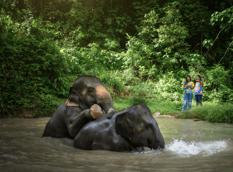 Phuket: Experience Getting Up Close with Elephants in Nature — photo 5 of 15