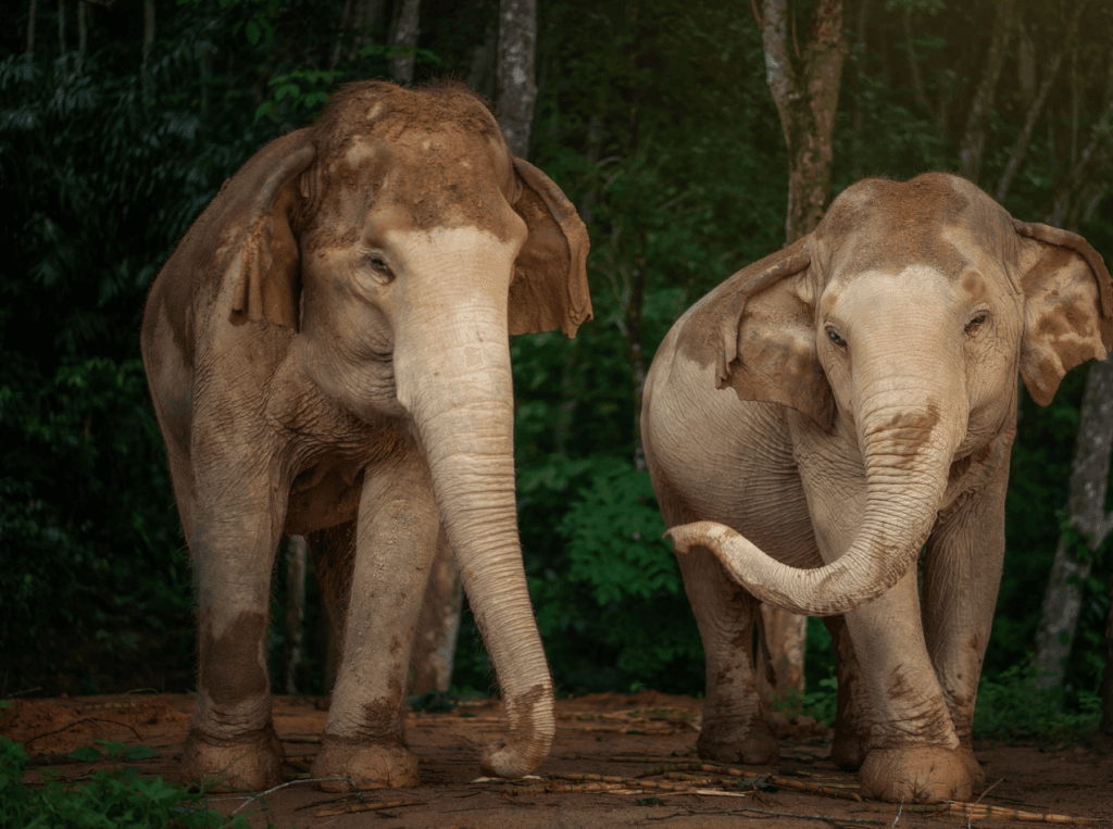 Phuket: Gentle Giants – Feeding and Shower Fun — photo 5 of 28