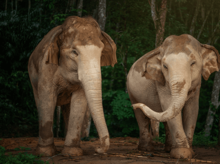Phuket: Gentle Giants – Feeding and Shower Fun — photo 5 of 28