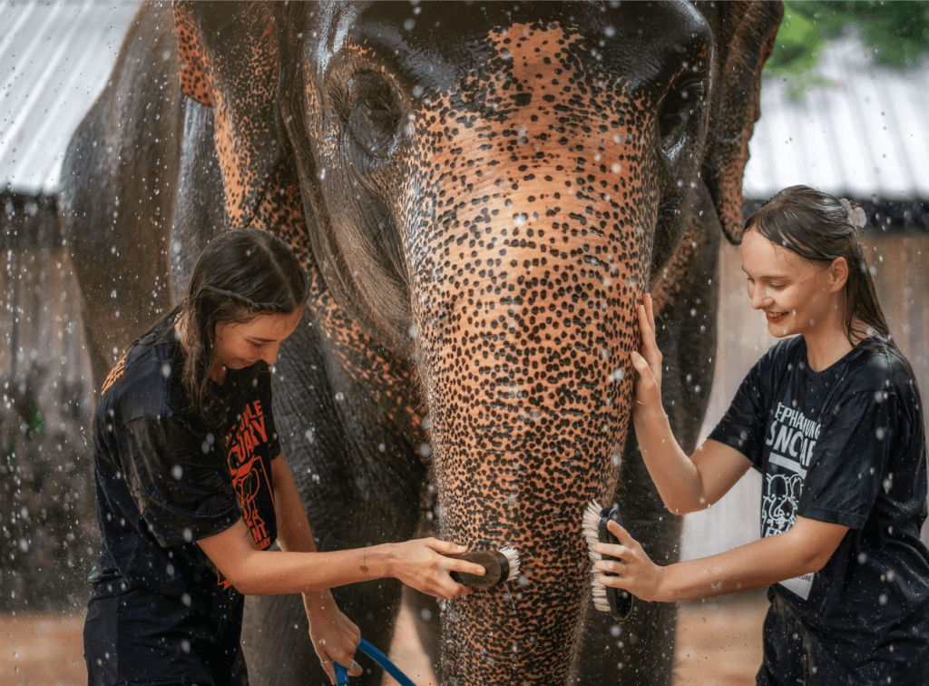 Phuket: Gentle Giants – Feeding and Shower Fun — photo 7 of 28