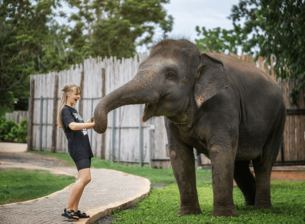 Phuket: Gentle Giants – Feeding and Shower Fun — photo 11 of 28