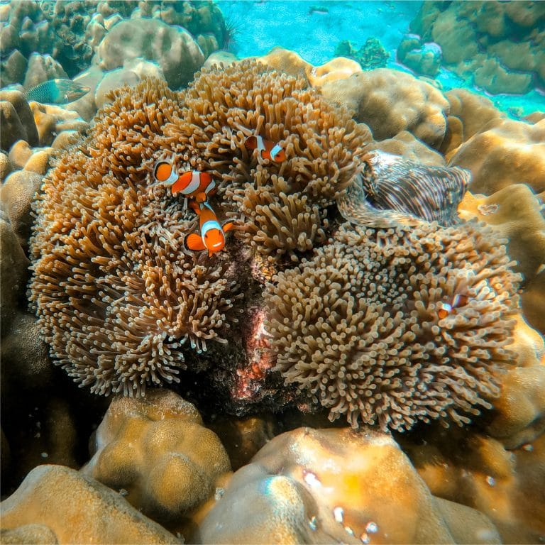Phuket: Phi Phi Island Tour - Maya Bay & Bamboo Island By Premium Speed Catamaran — photo 4 of 45