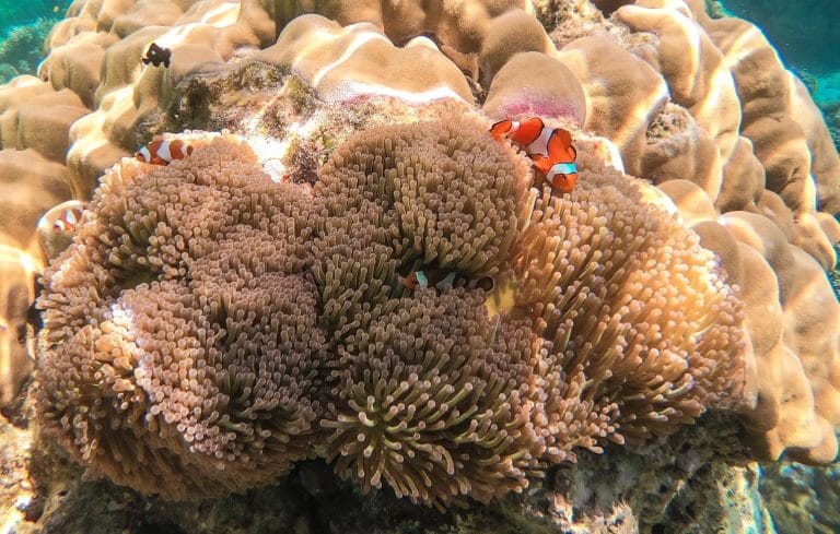 Phuket: Surin Islands Snorkeling & Moken Culture Tour – Perfect for Nature Lovers & Adventure Seekers — photo 4 of 34