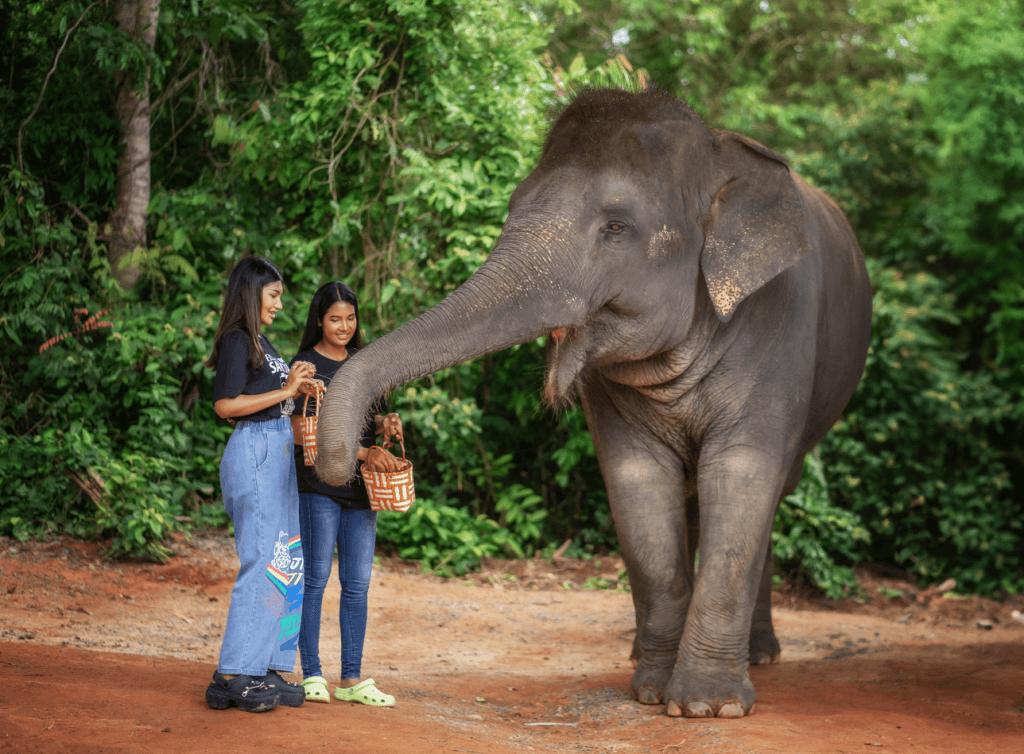 Phuket: Gentle Giants – Feeding and Shower Fun — photo 18 of 28