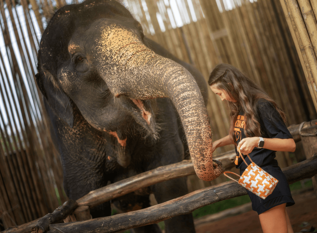Phuket: Gentle Giants – Feeding and Shower Fun — photo 19 of 28