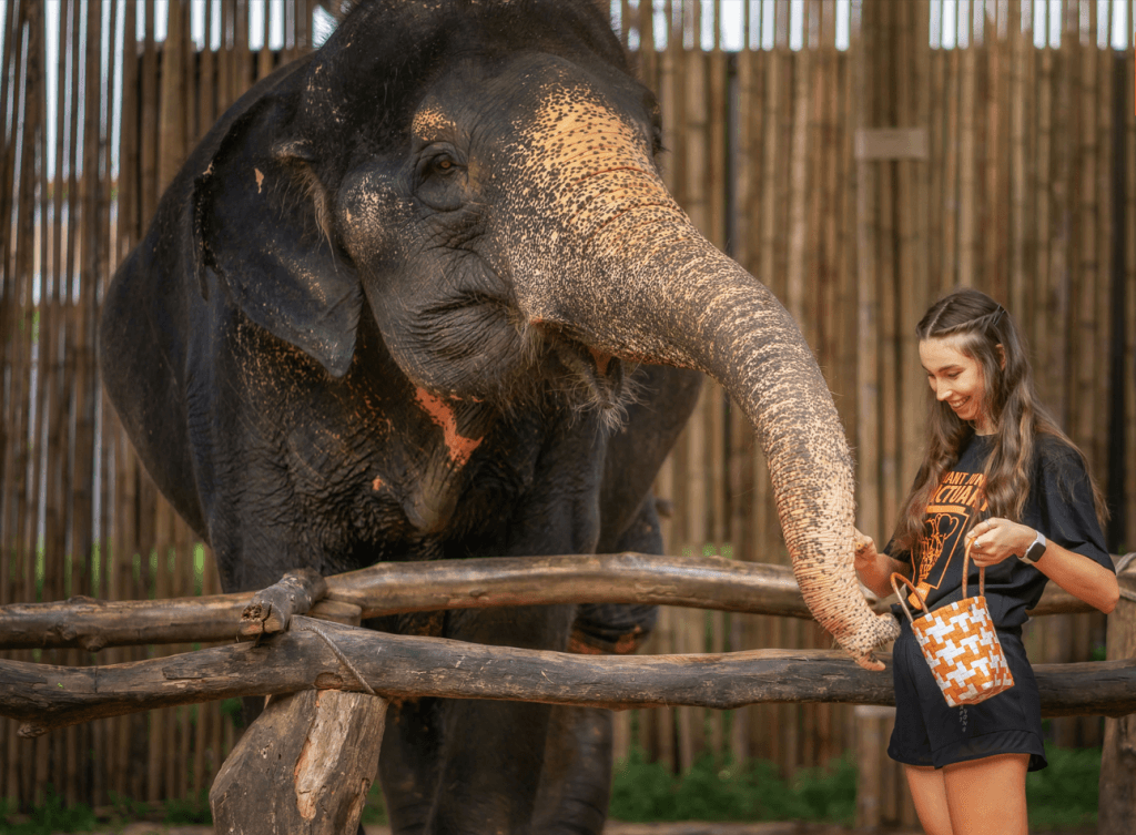 Phuket: Gentle Giants – Feeding and Shower Fun — photo 13 of 28