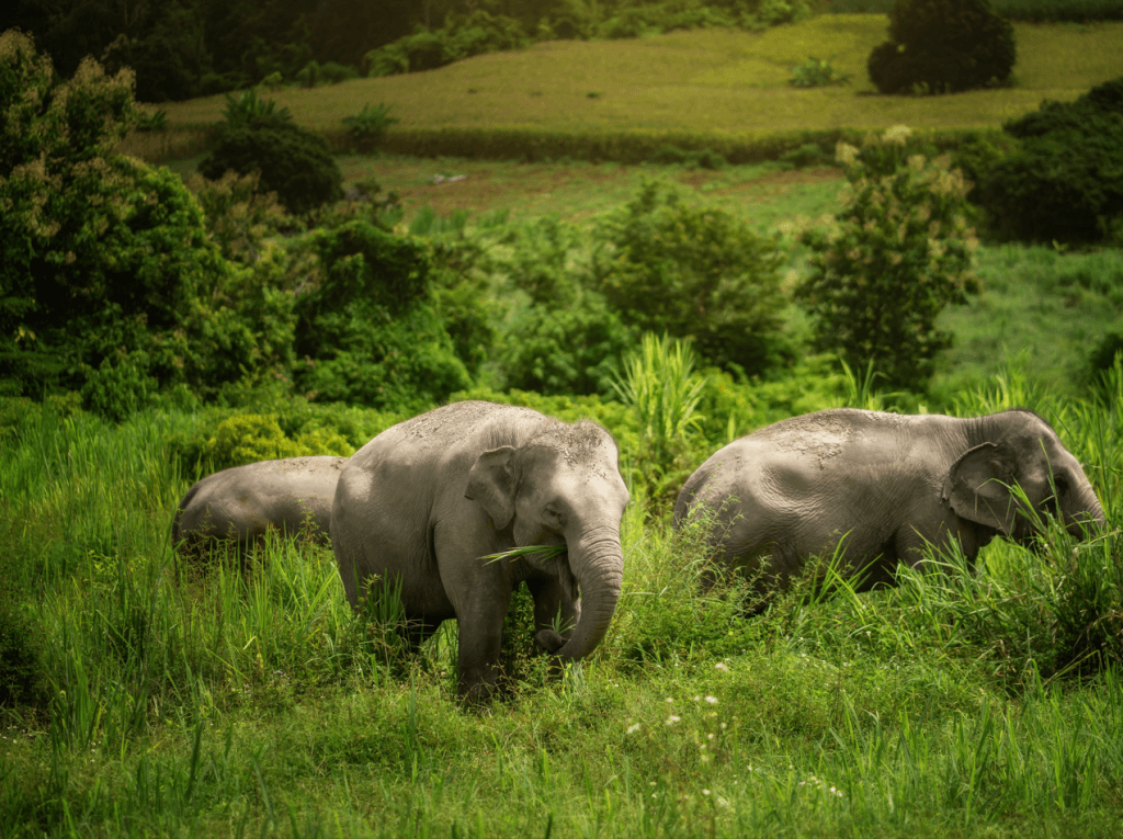 Phuket: Gentle Giants – Feeding and Shower Fun — photo 14 of 28