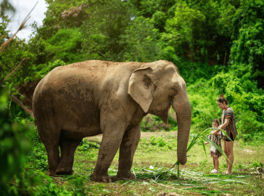 Phuket: Experience Getting Up Close with Elephants in Nature — photo 14 of 15
