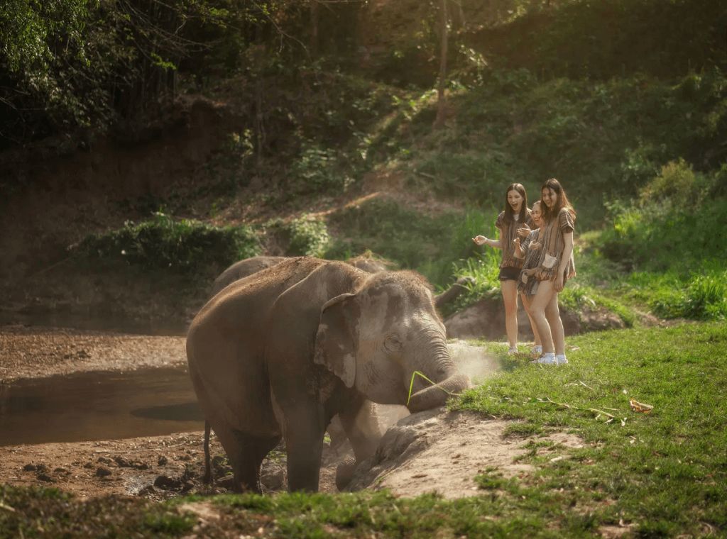 Phuket: Experience Getting Up Close with Elephants in Nature — photo 10 of 15