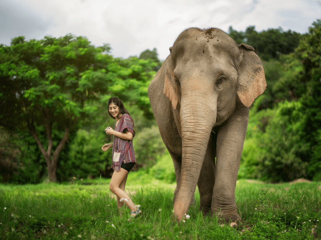 Phuket: Gentle Giants – Feeding and Shower Fun — photo 16 of 28