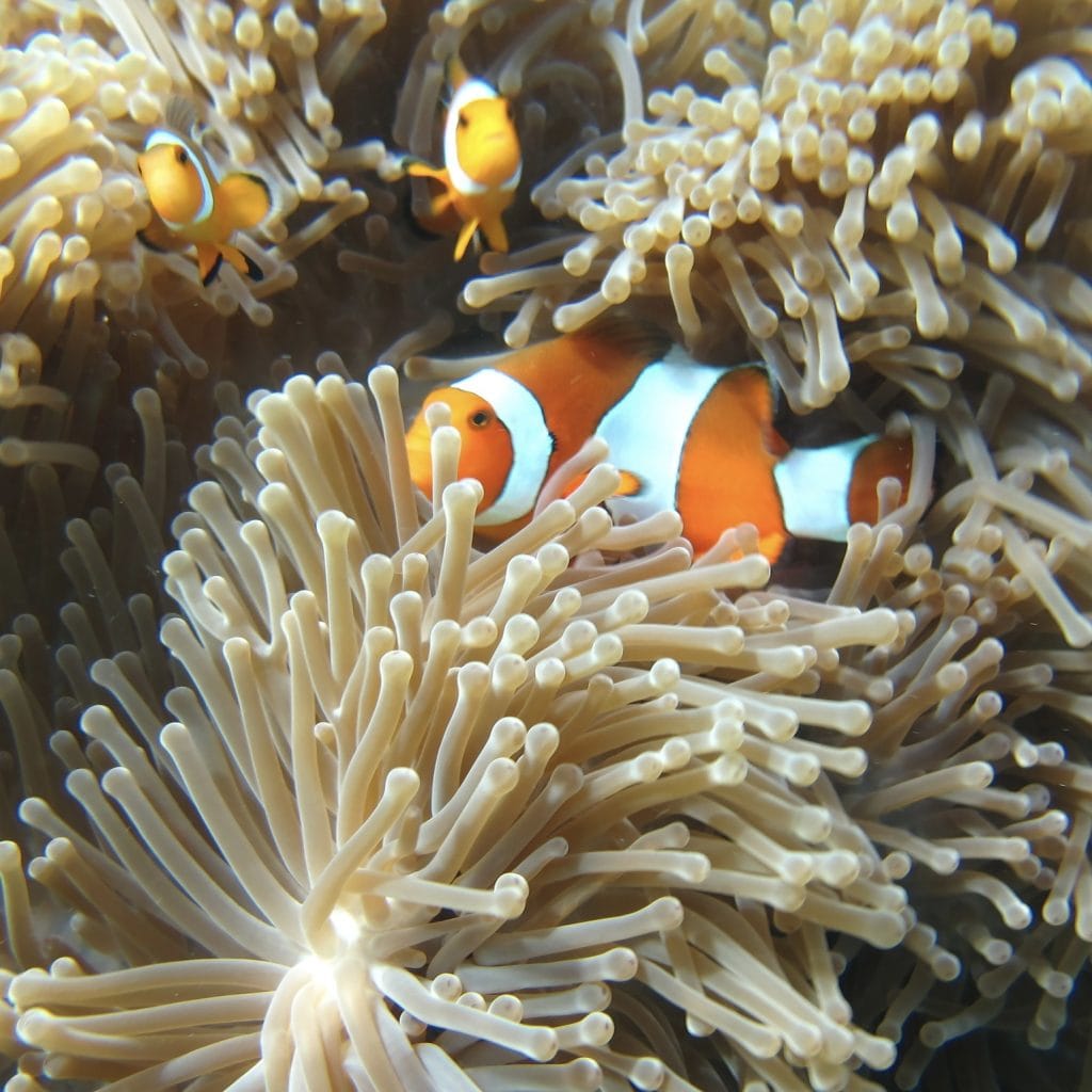 Phuket: Similan Islands Day Tour – Snorkeling, Scenic Views & Island Adventures — photo 9 of 33