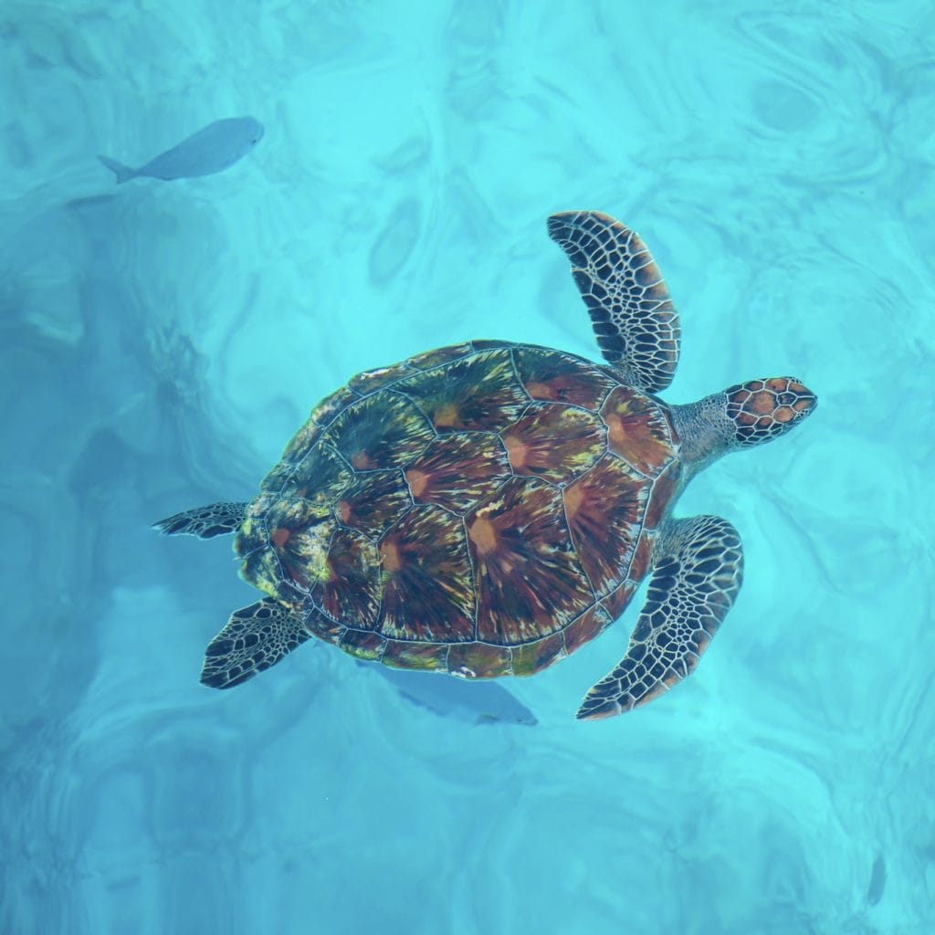 Phuket: Similan Islands Day Tour – Snorkeling, Scenic Views & Island Adventures — photo 21 of 33