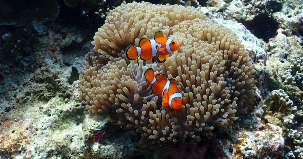 Phuket: Surin Islands Snorkeling & Moken Culture Tour – Perfect for Nature Lovers & Adventure Seekers — photo 11 of 34