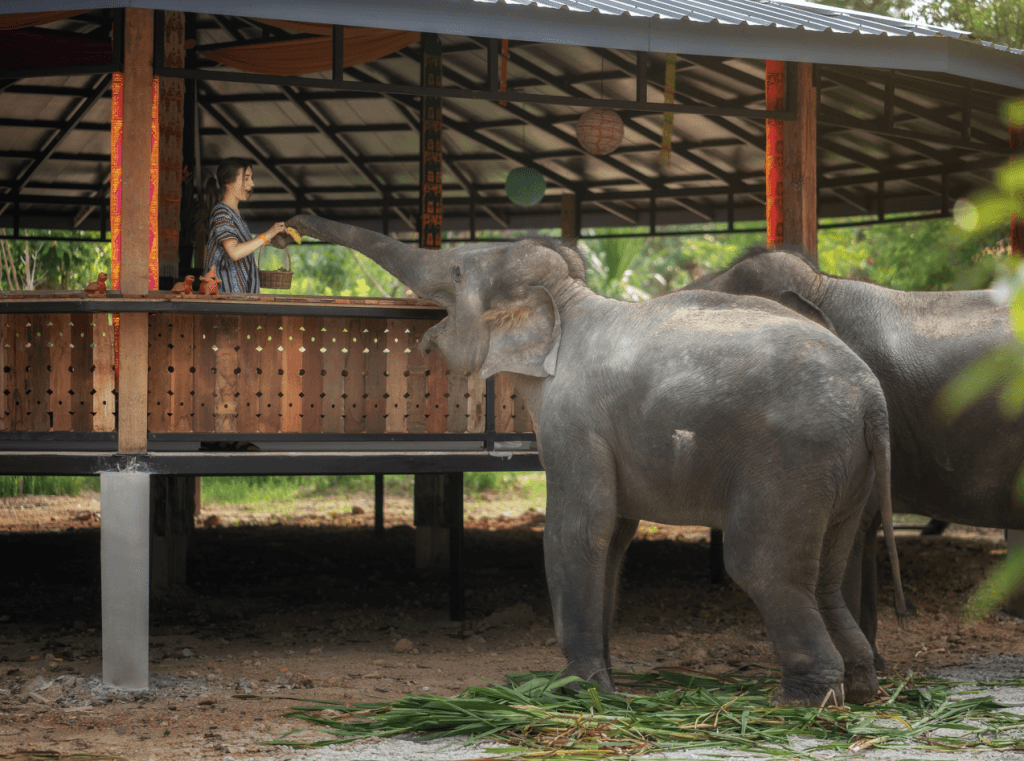 Phuket: Gentle Giants – Feeding and Shower Fun — photo 22 of 28