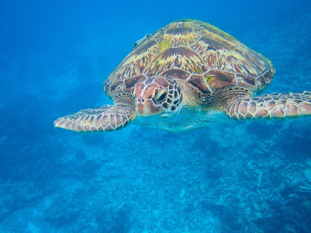 Green sea turtle swimming in clear blue water in the Andaman Sea
