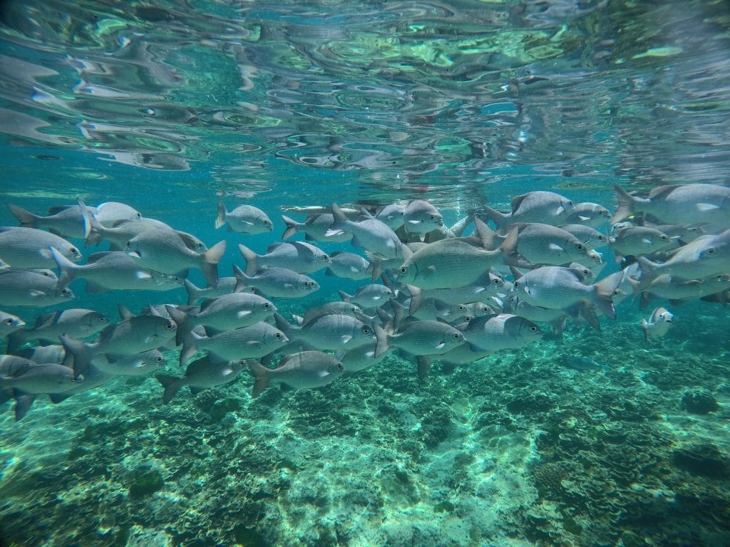 Phuket: PhiPhi Island - Pileh Lagoon - Maya Bay - Maiton Island - Sunset (Whale Shark Fleet) — photo 16 of 28