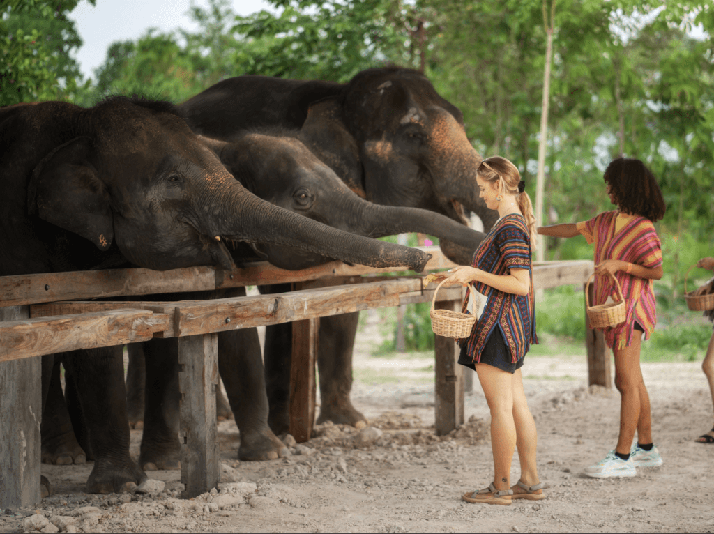 Phuket: Gentle Giants – Feeding and Shower Fun — photo 25 of 28