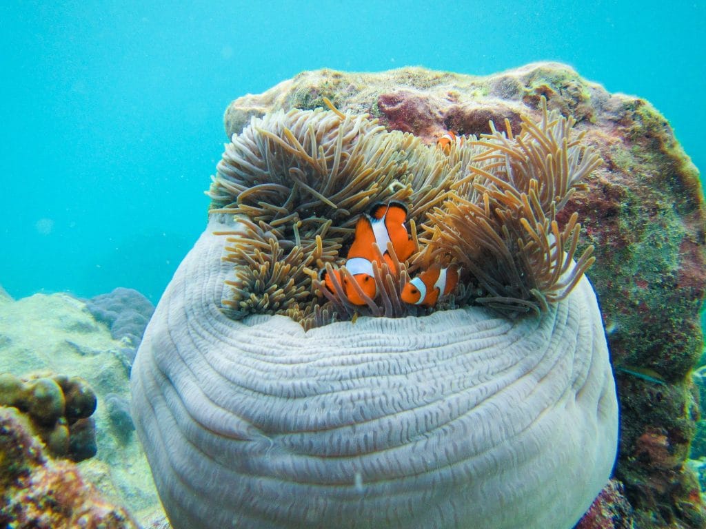 Phuket: Similan Islands Tour – Snorkeling, White Sand Beaches & Sail Rock Views — photo 5 of 19