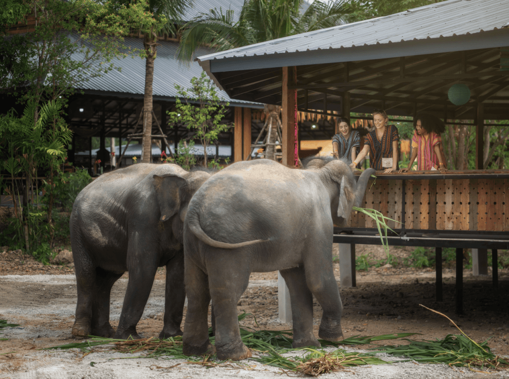 Phuket: Gentle Giants – Feeding and Shower Fun — photo 26 of 28