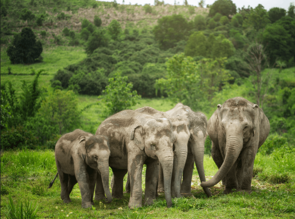 Phuket: Experience Getting Up Close with Elephants in Nature — photo 2 of 15