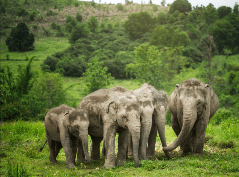 Phuket: Experience Getting Up Close with Elephants in Nature — photo 2 of 15