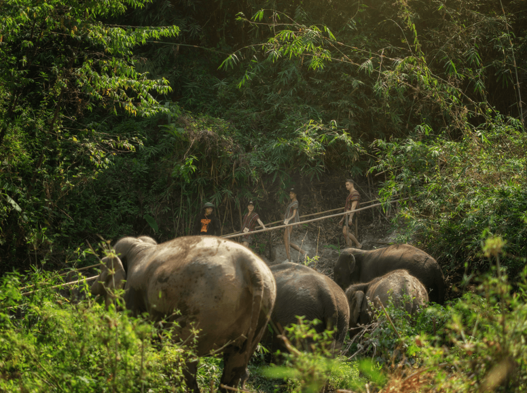 Phuket: Experience Getting Up Close with Elephants in Nature — photo 1 of 15