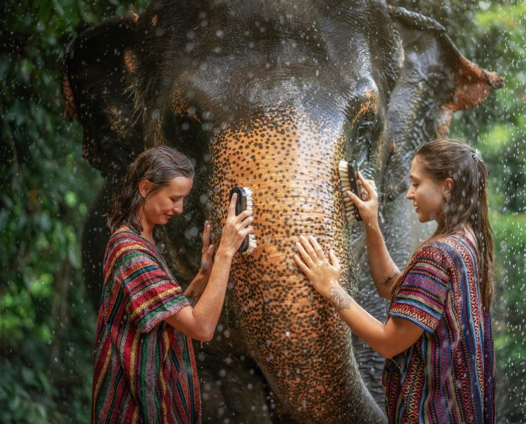 Phuket: Gentle Giants – Feeding and Shower Fun — photo 1 of 28