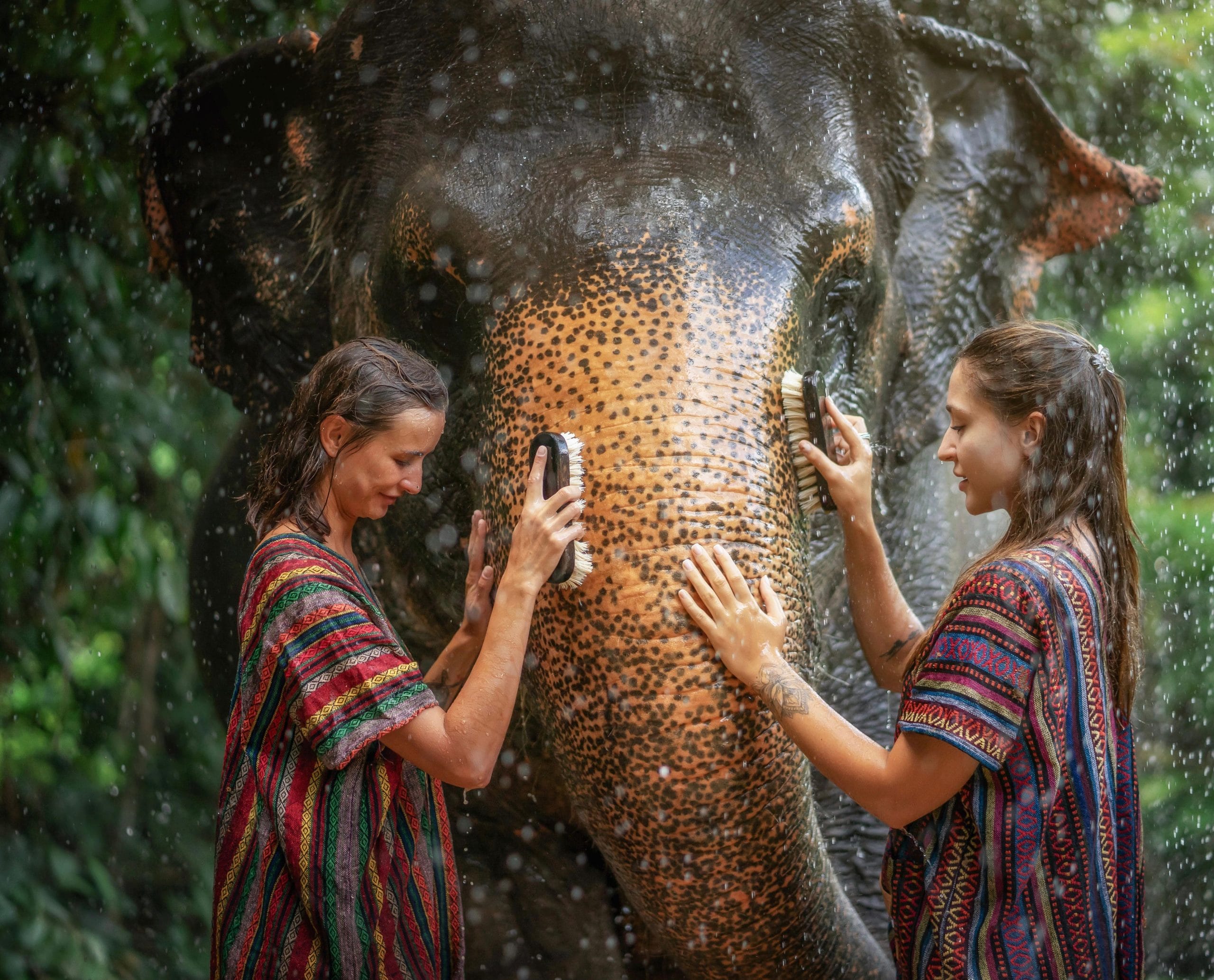 Phuket: Gentle Giants – Feeding and Shower Fun