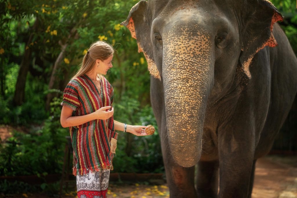 Visitor in a traditional woven top feeding an elephant at a jungle sanctuary in Phuket