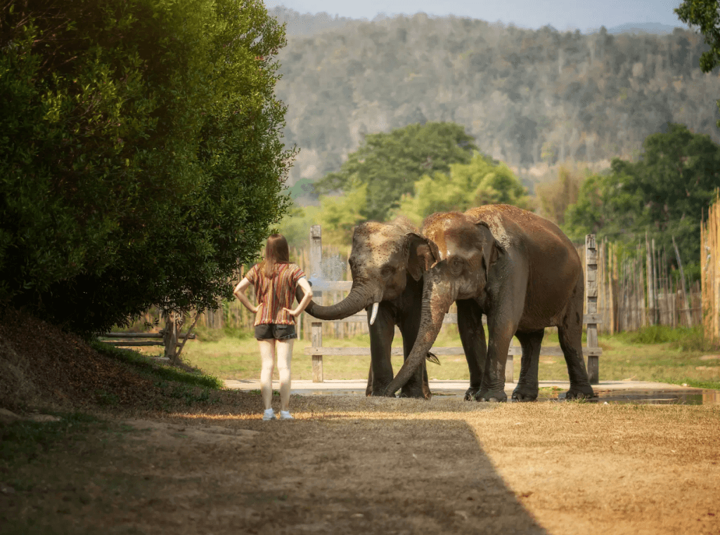 Phuket: Experience Getting Up Close with Elephants in Nature — photo 11 of 15