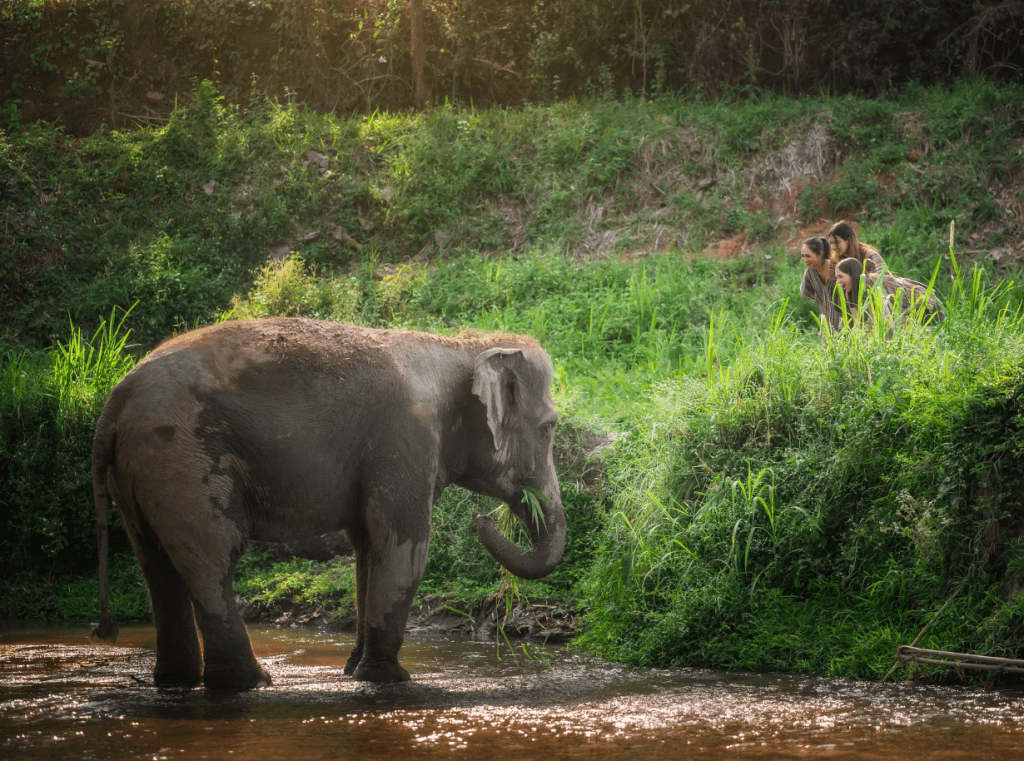Phuket: Experience Getting Up Close with Elephants in Nature — photo 12 of 15