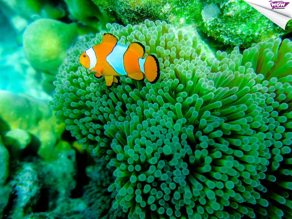 Phuket: Surin Islands Snorkeling Tour - Discover Vibrant Coral Reefs & Moken Culture — photo 6 of 30