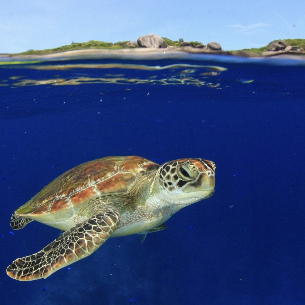 Phuket: Similan Islands Day Tour – Snorkeling, Scenic Views & Island Adventures — photo 24 of 33