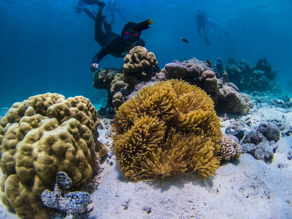 Phuket: Surin Islands Snorkeling Tour - Discover Vibrant Coral Reefs & Moken Culture — photo 23 of 30