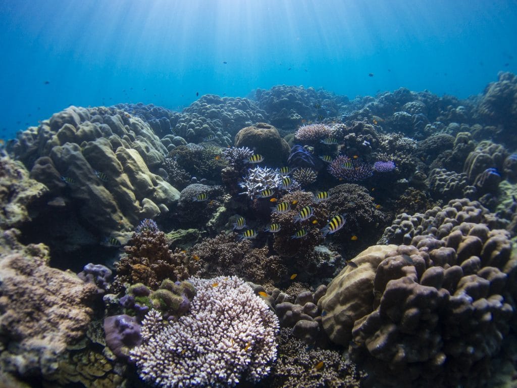 Phuket: Surin Islands Snorkeling Tour - Discover Vibrant Coral Reefs & Moken Culture — photo 24 of 30