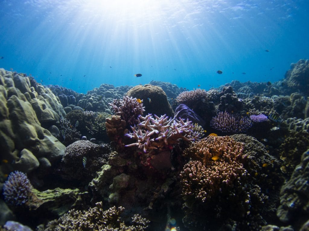 Phuket: Surin Islands Snorkeling Tour - Discover Vibrant Coral Reefs & Moken Culture — photo 26 of 30