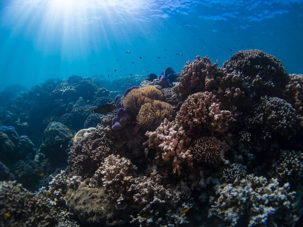 Phuket: Surin Islands Snorkeling Tour - Discover Vibrant Coral Reefs & Moken Culture — photo 27 of 30