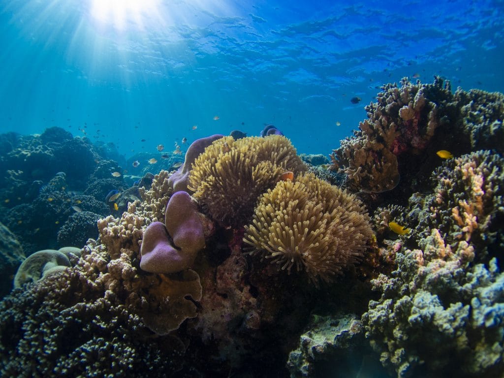 Phuket: Surin Islands Snorkeling Tour - Discover Vibrant Coral Reefs & Moken Culture — photo 28 of 30