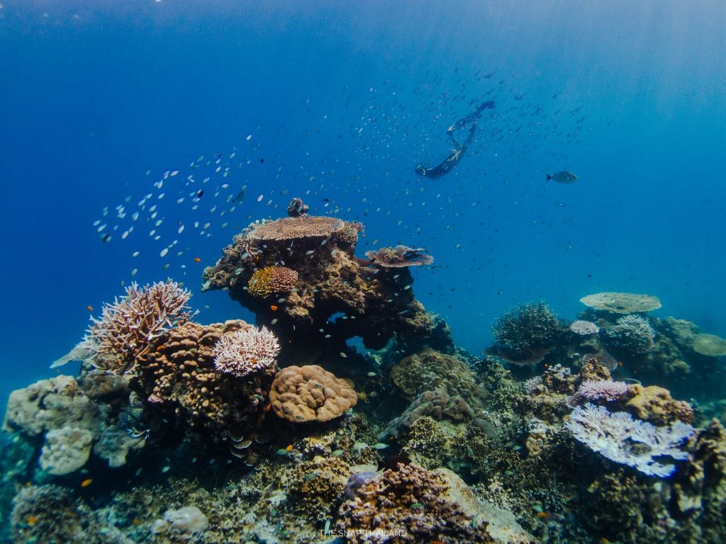 Snorkeler floating above a healthy coral reef with schools of small fish in the Andaman Sea